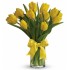 Sunny Yellow Tulips 